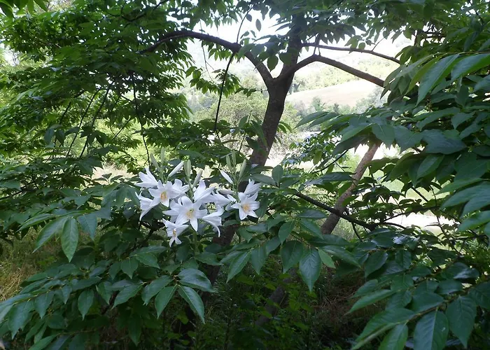 Nicoletta Spirito Del Tibet 산레오