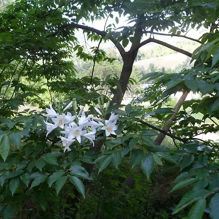 Nicoletta Spirito Del Tibet San Leo